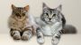 Adorable Maine Coon Kittens for Sale 