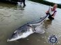 Sturgeon Fishing in BC - Kilby Lodge Sturgeon Fishing in BC - Kilby Lodge