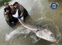 Sturgeon fishing in BC - Kilby Lodge