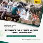 Tanzania Wildlife Safari & Kilimanjaro Trek | Best Tanzania 