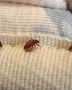 Bed Bugs Control Services in Bangalore | Guaranteed Results