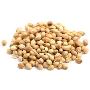 Purchase Coriander Seeds Online At Wholesale Rates