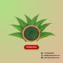 Premium Quality Wholesale Neem Powder Available in Bulk From