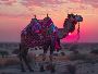 Rajasthan Forts and Palaces Tour Packages Rajasthan Forts and Palaces Tour Packages