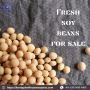 Fresh Soy Beans for Sale