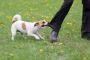 Injured by a Dog? Contact a Qualified Dog Bite Lawyer Injured by a Dog? Contact a Qualified Dog Bite Lawyer