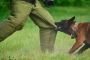 When is it legal to harm or kill a dog in California? When is it legal to harm or kill a dog in California?