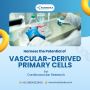 Vascular Derived Primary Cells - Kosheeka