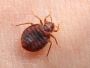 KSG Pest Control Inc - Bedbug Control in Mississauga