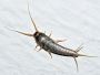 KSG Pest Control Inc - Silverfish Control in Mississauga