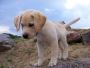 Cute Labrador puppies for sale