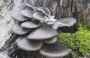 Unlock Gourmet Flavors: How To Grow Blue Oyster Mushrooms