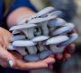 Grow Your Own Blue Oyster Mushrooms with Ease – Lady Hyphae’