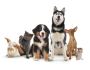Pet Shops in Lucknow Gomti Nagar: Home Dogs List