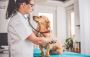 Top Veterinary Medical Equipment In USA Top Veterinary Medical Equipment In USA
