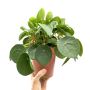 Elegant China Money Plant For Your Home Elegant China Money Plant For Your Home