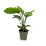 Elegant Bird of Paradise Plant 