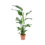 Exotic Beauty of Paradise Bird Plant
