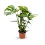 Iconic Monstera Plant