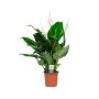 Elegant Indoor House Plant | Peace Lily