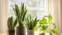 Bold Green Big Interior Plants
