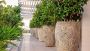 Lush Green Large Indoor Houseplants  
