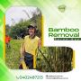 Choose our professionals for Bamboo removal in Byron Bay