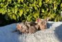 Merle French Bull Dog Merle French Bull Dog
