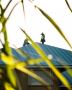 Expert Roofing Inspections and Replacement in Stuart, FL 