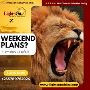 Your Ultimate Victoria Falls Safari Adventure Awaits