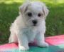 MALTESE PUPPY FOR SALE MALTESE PUPPY FOR SALE