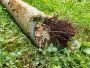 Tree Root Removal Perth