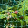 Buy Anti-Bird Garden Netting Protect Your Garden from Birds