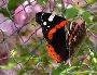 Top Quality garden netting and frost protection 