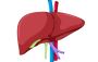 Top Liver Specialist in Chandigarh