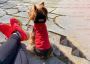 Premium DOG Waterproof Raincoats for All Weather