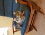 Adopt a furry friend:Loving Homes are Available from the Cat