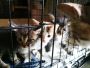 Looking for a Cat to Adopt in California Shelter?