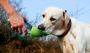 Leaf Outdoor Pet Drinking Bottle! lovepetin Leaf Outdoor Pet Drinking Bottle! lovepetin