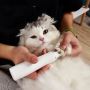 Find all your essential pet grooming supplies 
