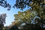 Local Tree Trimming Experts You Can Trust