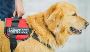 How to train your golden retriever to be a service dog