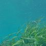 Luminis tech Maximize Production With Advanced Aqua Farming 