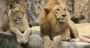 Luxury Wildlife Safaris | Private Tours in India