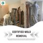 Certified Mold Removal Specialists: Trusted Solutions.