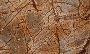 Rainforest Brown Marble in India
