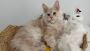 Exquisite Maine Coon Kittens for Sale in Illinois – MasterCo