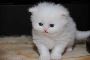 Persian kittens near me 