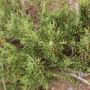 Purchase Bulk Rosemary Oil at an Affordable Price