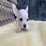 Sweet Teacup Chihuahua Puppies Available for Sale Sweet Teacup Chihuahua Puppies Available for Sale
